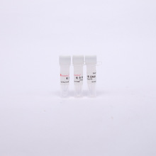 H1060 �q�~��DNA 10mg/ml ���DNA ������