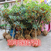 Four seasons osmanthus tree seedlings flower pot potted fragrance -type flowers and plants with flowers with flower courtyard grafting Jinani free shipping