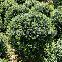 苗圃供应龟甲冬青球 1米的龟甲冬青球 批发价格