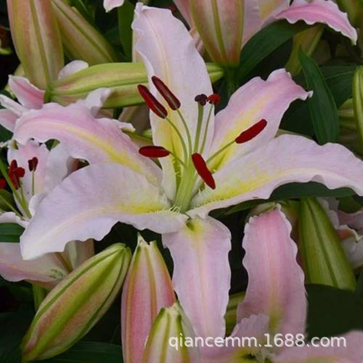 Оптовые азиатские семена лилии в шарике многолетние духи семена лилии цветут бутонами в текущем году с большой скидкой