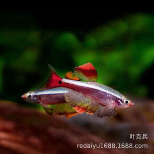 �Lβ��녽�z�~ �󷫹��� ��z�V���~��ˮ�~�͵͜�