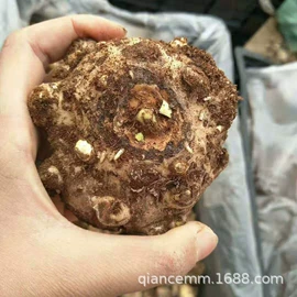 盆栽;种子;园林果树