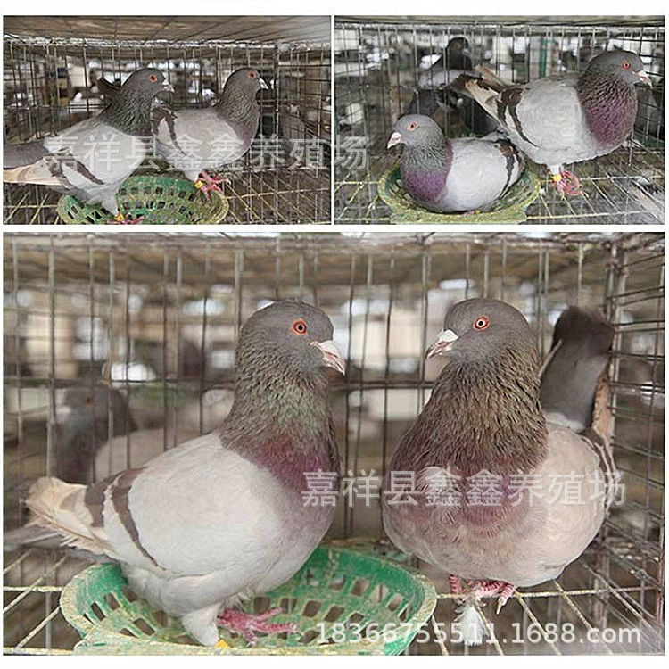Шаньдун мясных голубей племенная база для продажи оптовых чистокровных белых перьев