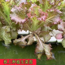 鱼塘漂浮板水上种植 水培蔬菜定植板 无土栽培设备水耕泡沫块批发