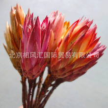 【雪莲花】小公主花进口干花天然植物拍照道具家居摆饰