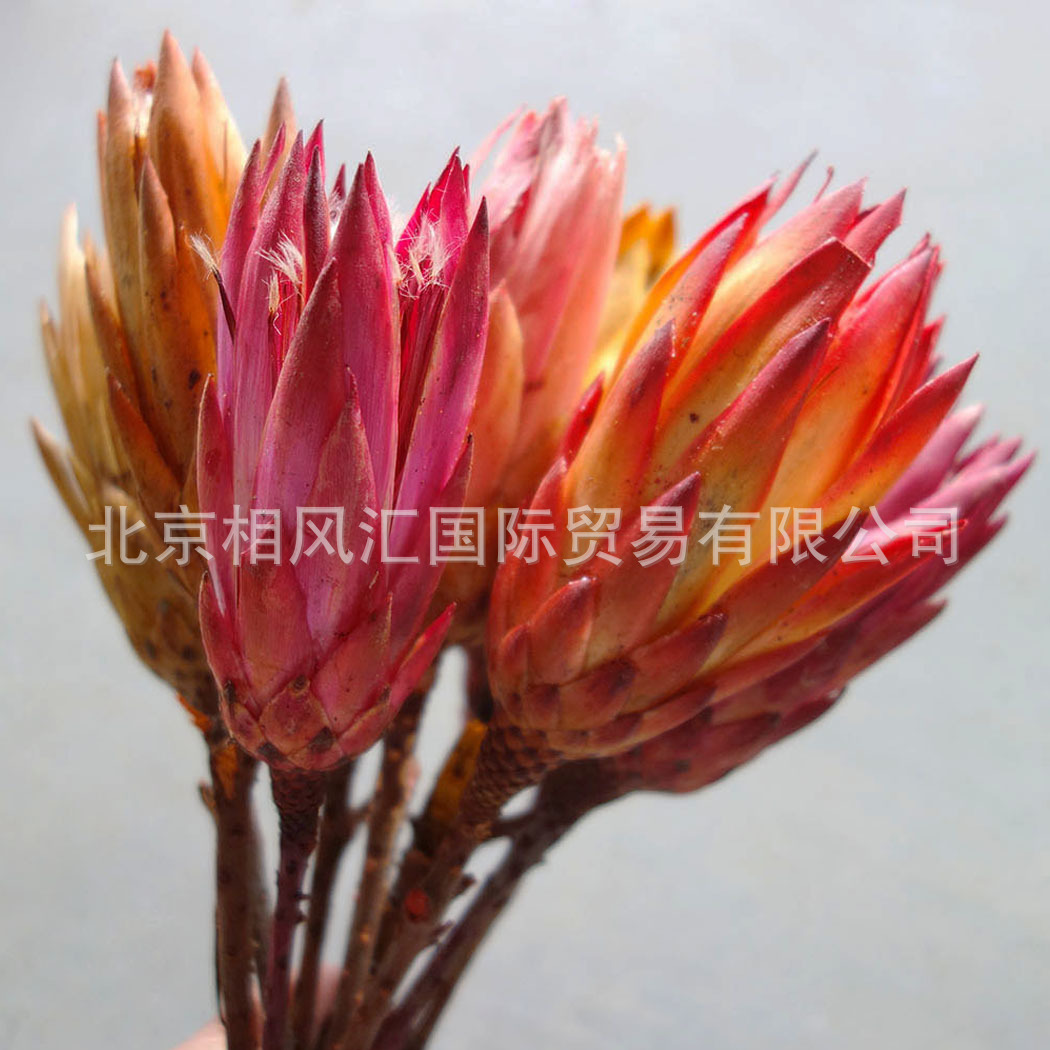 【雪莲花】小公主花进口干花天然植物拍照道具家居摆饰