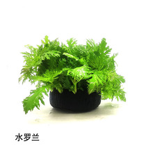 水罗兰坨草活体水草水族箱造景大坨有茎类观赏后景草批发光合水草