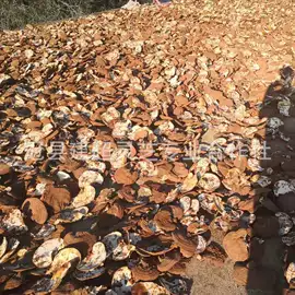 灵芝;盆景;其他农业