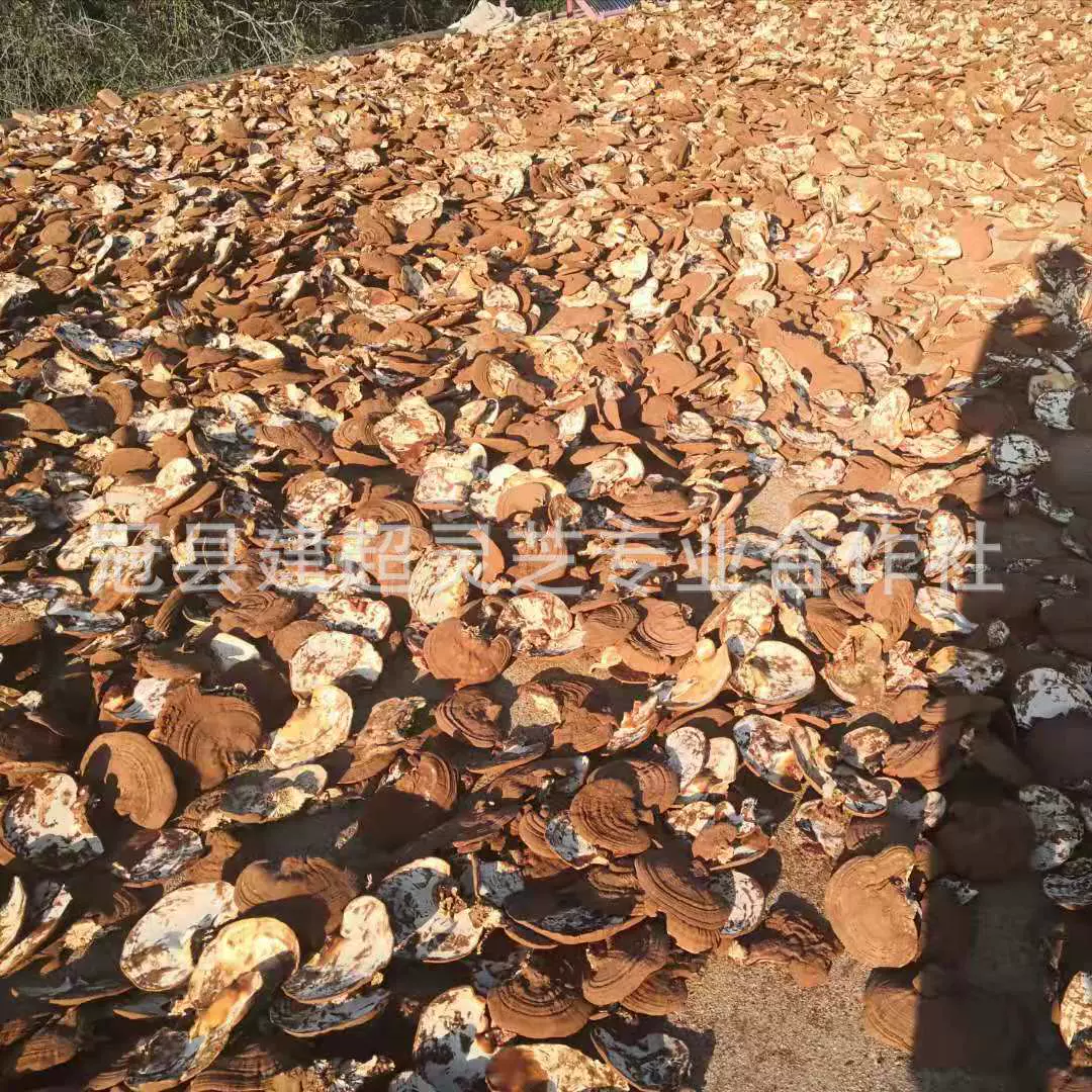 产地供应赤灵芝灵芝子实体可切片切茶丁货源自家种植灵芝