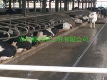 Sֱţԙ aţԴ ӹţ BֳO ţ