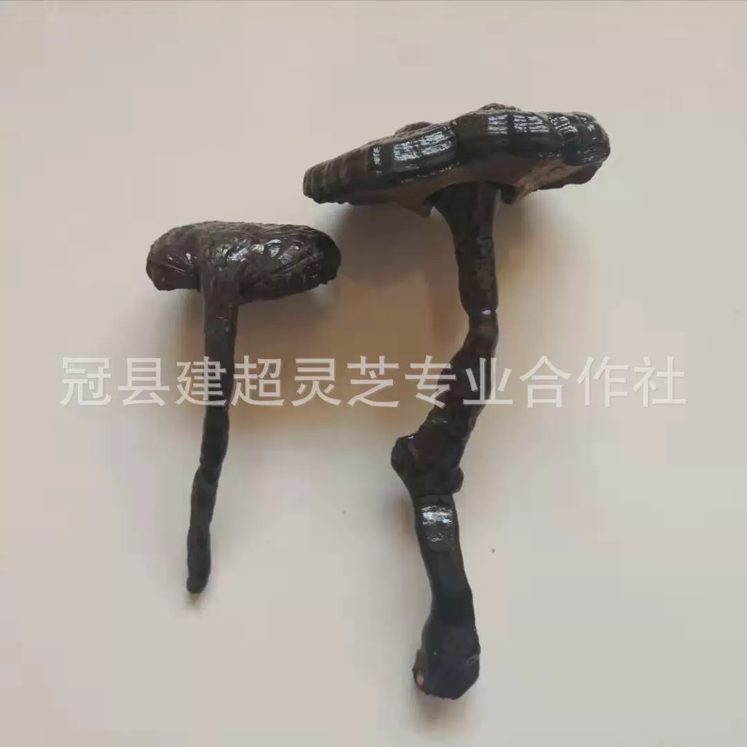 现货供应紫灵芝 无柄黑芝 长柄黑芝 产地货源 自家种植