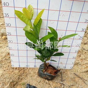 ���~������25cm�菽�~Ƭ��G�ļ��_��ͥԺ�������䌣܇���ʹ�֦