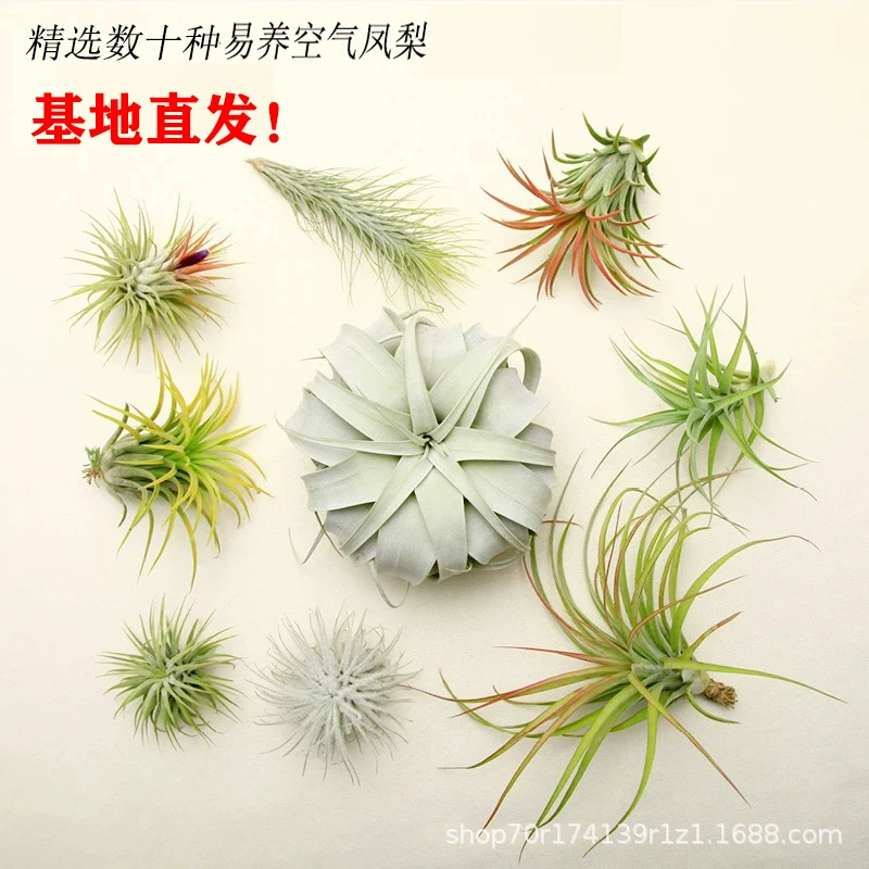 Воздушный ананас, воздушный ананас, беспочвенное растение, дождевой лес, резервуар для рептилий, ландшафтный дизайн, красочный экологический пейзаж в горшках, микроскопический