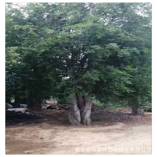 山东批发朴树树苗 基地直供朴树 绿化苗木朴树 绿化树苗 风景树