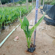 水生美人蕉  株高 100cm  容器 粉色花 人工湿地搭配苗 现货批发