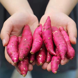 年糕;传统糕点;番薯类