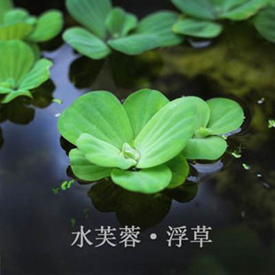 Base Wholesale Aquatic Hydroponic Plants Duckweed Water Hibiscus Seedlings Water Cabbage Wetland Pond Greening Large Quantity Discount