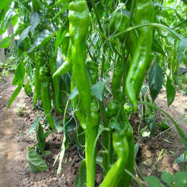 蔬菜种子批发 辣椒种子批发坂田新秀 辣椒苗子螺丝椒线椒抗病毒