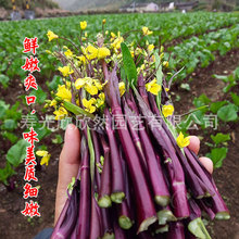 ����t��̖ �t��̦�N�� �͟��ͺ��߮a̦���~�}�����ϲ�̦���ķN��