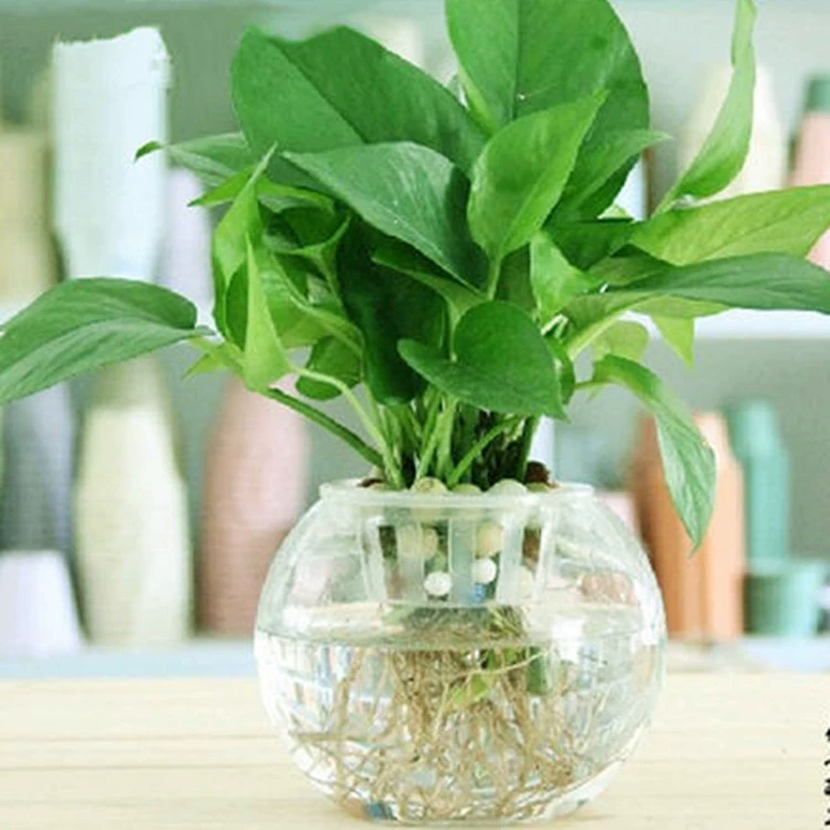 Гидропонное гидропонное растение медь деньги трава зеленая редька бамбук лук Редька в горшке детский сад Дневник наблюдений