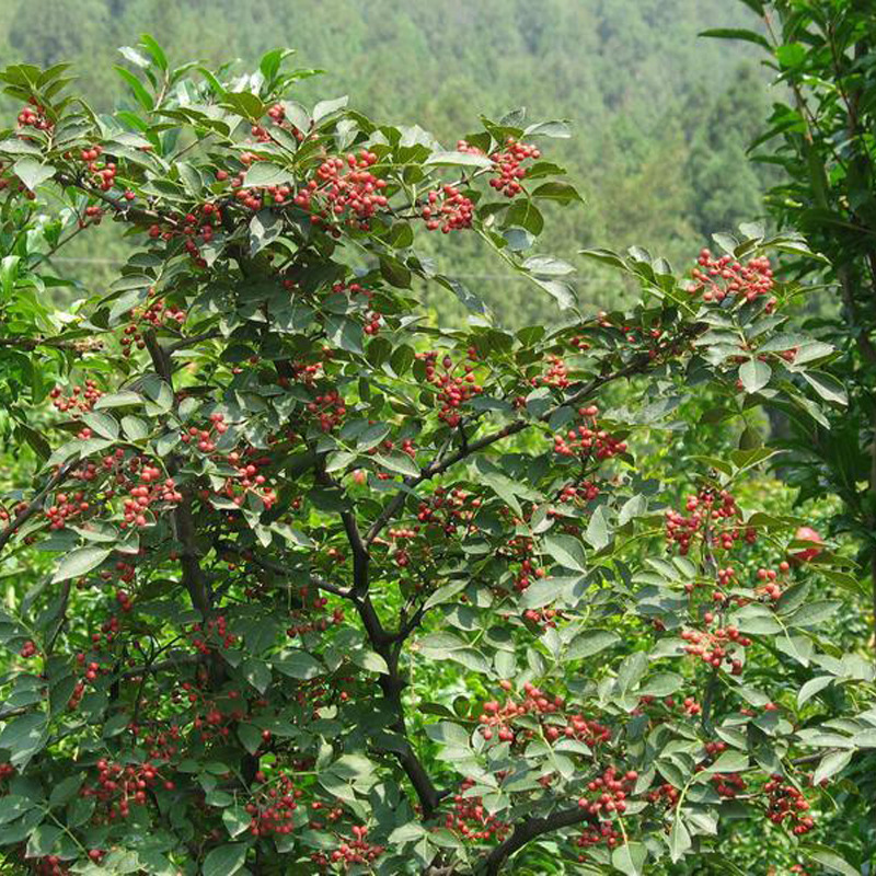 四川大红袍花椒树苗 大红袍树苗基地 批发价格供应大量