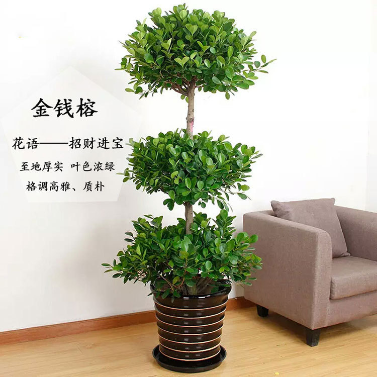 Large Potted Plant Money Tree Fortune Tree Money Banyan Living Room Office Green Plant Fortune Tree Opening Potted Plant