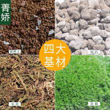 ���|�� �I�B��ֳ�������pʯˮ̦����NֲС�װlDIY̦�\ֲ��΢���^