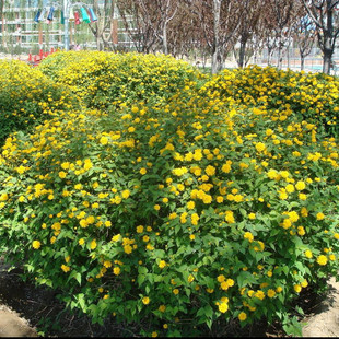 ���Թ������С�� ������؛ �G����ľ �G�h���� ���󃞻�