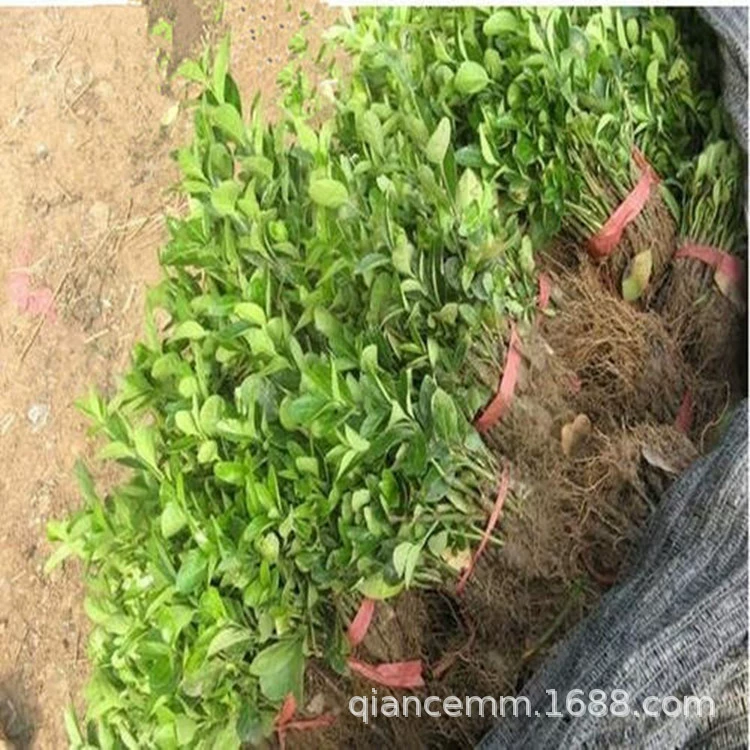 Питомник Питания Зеленые Саженцы Холли Саженцы Вечнозеленый Забор Рассады Листва Растения Большие Скидки