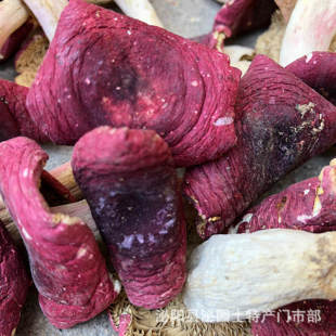 �t����؛ Ұ��tĢ���Ǹ�������ɽ��ϼt���������l�a��ֱ��500��