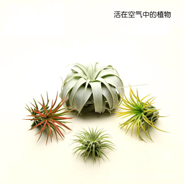Air pineapple air pineapple -free plant rain forest cylinder reptile…