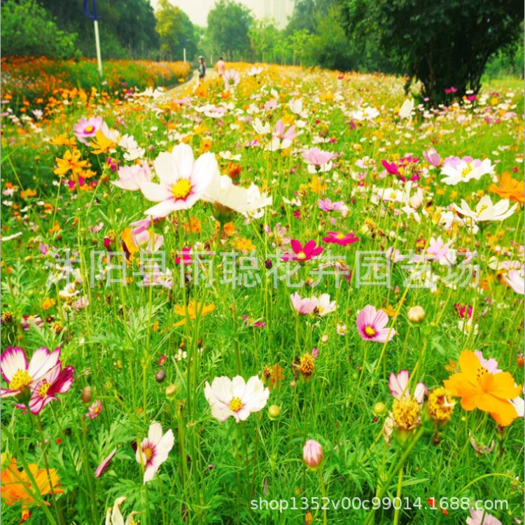 Семена комбинации полевых цветов четырех сезонов, семена многолетних цветов, цветочные семена, семена цветов, зеленение двора