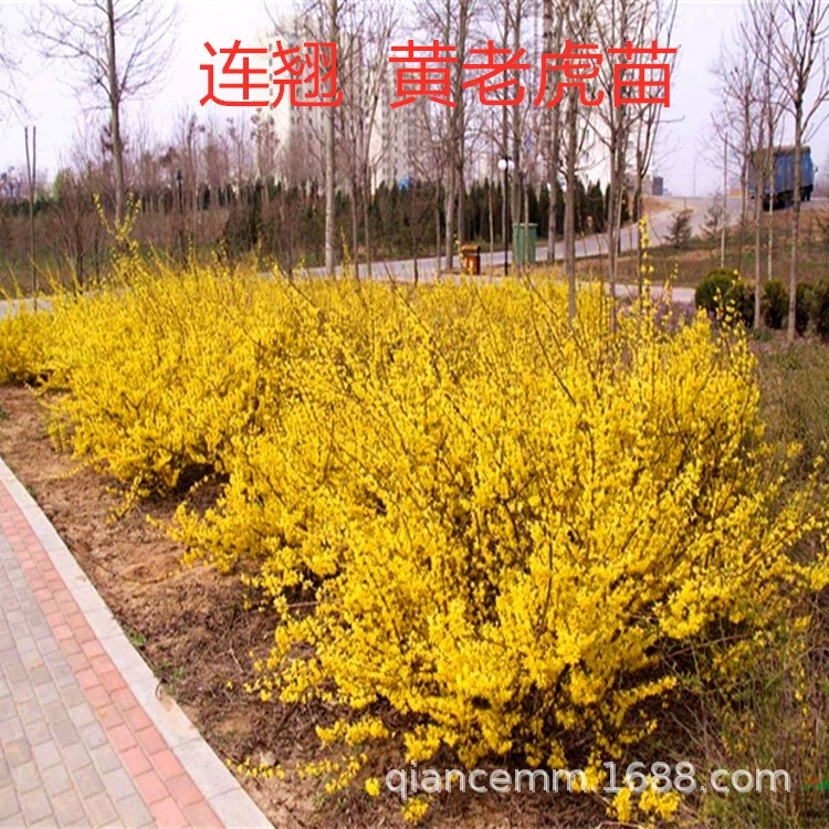 База оптом саженцы форзиции саженцы желтого тигра двор вилла Вьющиеся цветы Зеленые саженцы большое количество скидка