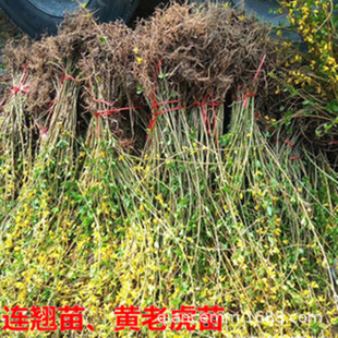 �������l�B�N�����S�ϻ���ͥԺ�e�����ٻ���ֲ��G����ľ���󃞻�