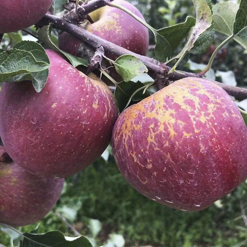 Сычуань Далианшань Янюань Уgly Apple Fruit Non-red Fuji Zhaotong Gala Apple Rock Candy Heart 5kg Бесплатная доставка