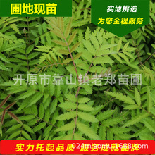 �Եع���ˮ�ܻ��С��ٻ���鱷N��t����鱘����|���_ԭ��ľ����