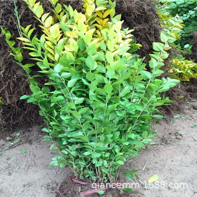 Базовый оптовый Привет Golden Leaf мелкий Привет саженец двор вилла озеленение проект цветной блок с большим количеством саженцев