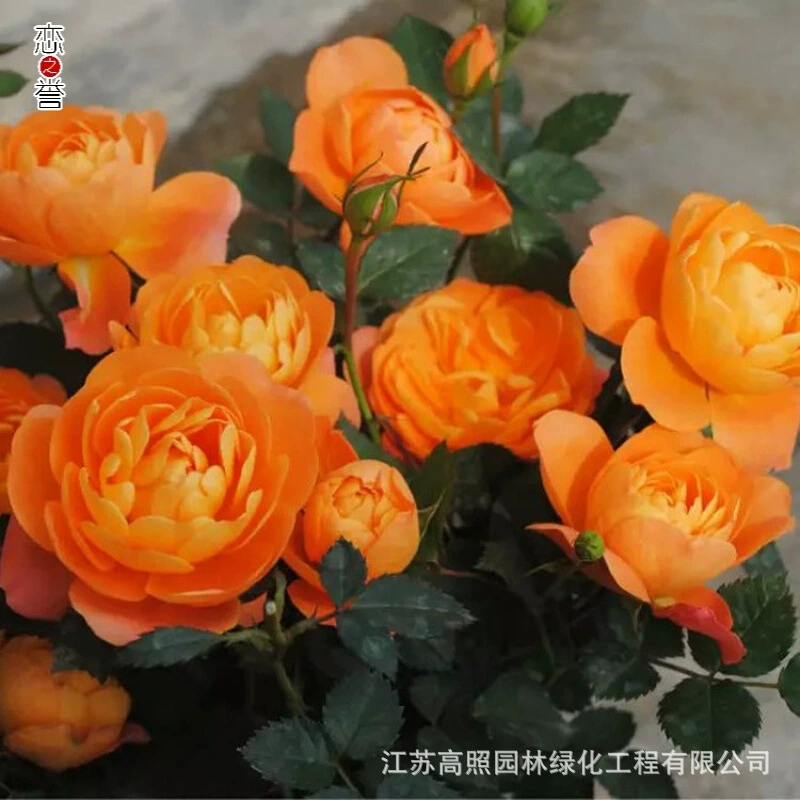 Сок балконный балкон роза цветущие дворовые растения