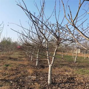 ���س���5����6����8���ֱ�Ƥ���Ҙ� �޽Ӻ��Ҙ� ռ�غ��Ҙ�