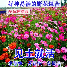 盆栽;种子;园林果树