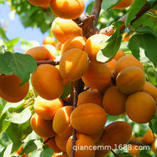 基地批发杏子嫁接树苗 南北方种植当年结果 量大优惠 杏子树苗