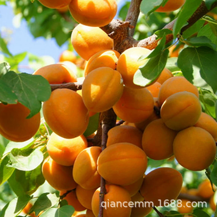 Базовая оптовая продажа абрикосовых привитых саженцев на юге и севере Китая