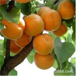���S�Ә����޽��������������Ե���ͥԺ�ϱ����Nֲ���箔��Y��