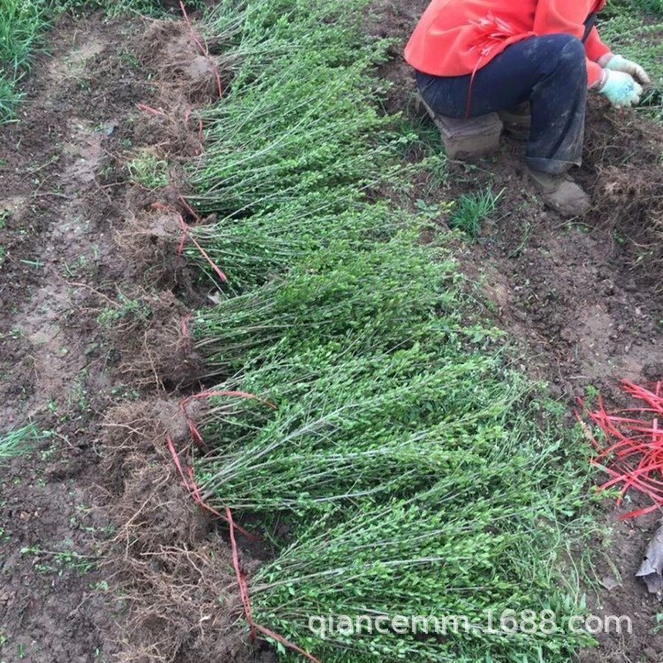 Оптовая зеленый лист водяной воск небольшой рассаду цвет дороги блок лента озеленение инженерия