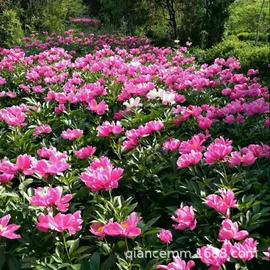 盆栽;种子;园林果树