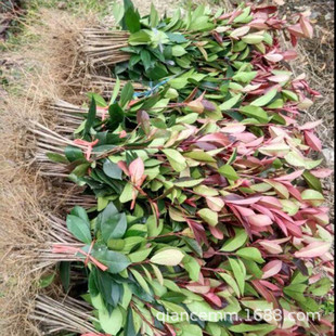 Base Wholesale High-Pole Red-Leaf Heather Saplings, Heather Balls, Greenery Projects for Courtyard Houses, Large Discounts on Seedlings
