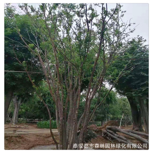 ���ع���Ԫ��������G����ľ؛Դ���� ���N��ľҎ���Rȫ���󃞻�