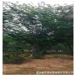 山东丛生朴树现货批发绿化苗木规格齐全行道点缀四季常青造型朴树