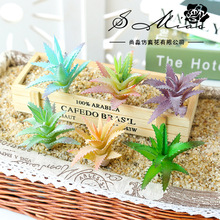 多肉高脚芦荟创意DIY用品家居装饰植物墙花金华厂家直供