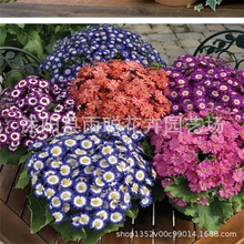 ���~�շN�� �󻨹��~��С�� �ջ� �������� ���{���~�� ��ɫ